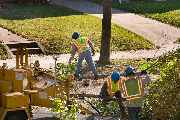 Best Best Tree Removal Services  in Springhill, LA